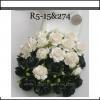50 Indian Jasmine (1"/2.5cm) Mixed Black - White Flowers 