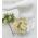  Pale Yellow Curly Paper Flowers Wedding or Crafts