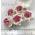 White - Pink Center Large Artificial Handmade Mulberry Paper Flowers Roses for crafts or wedding from Thailand
